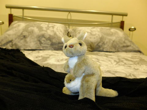 Rock Wallaby - Accommodation Rockhampton 17