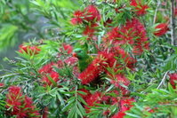 Bottlebrush B  B
