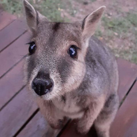 Camp Kanga - Accommodation Rockhampton 3