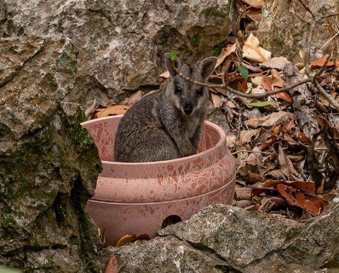 Capricorn Caves - Accommodation Rockhampton 2