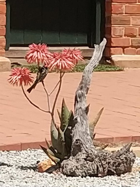 Courtyard Faversham House - Accommodation Rockhampton 1