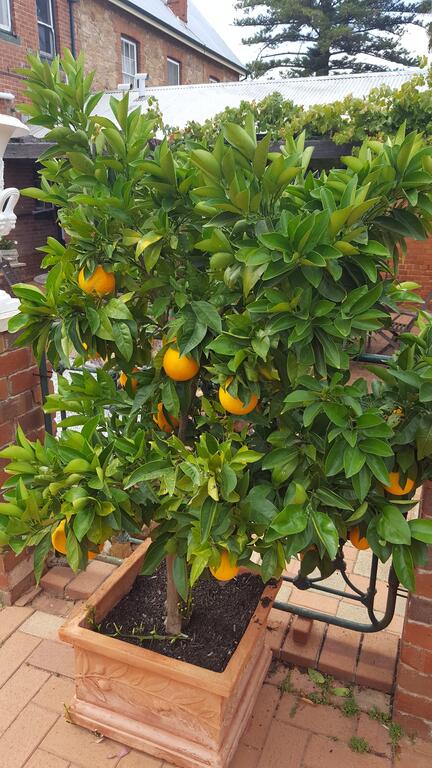 Courtyard Faversham House - Accommodation Rockhampton 2