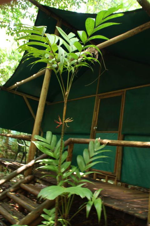 Daintree Crocodylus - Accommodation Rockhampton 3