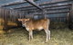 Dairyman's Cottage - thumb 0