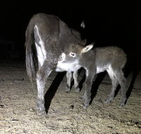 Donkey Tales Farm Cottages - Accommodation Rockhampton