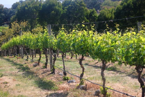 Every Man And His Dog Vineyard - Accommodation Rockhampton 2