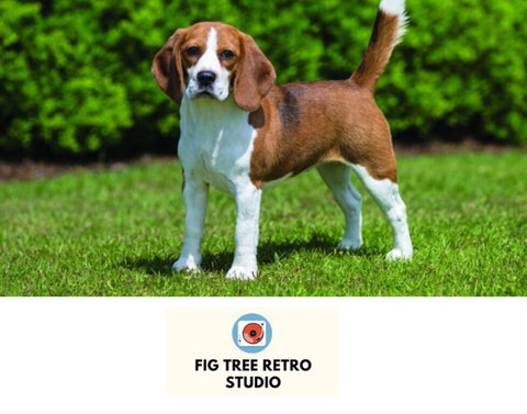 Fig Tree Retro Studio - Accommodation Rockhampton 0