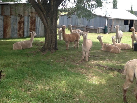 Glen Waverly Farmstay - Accommodation Rockhampton 3