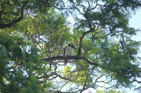 Jacaranda Hideaway Bed & Breakfast - Accommodation Rockhampton 0