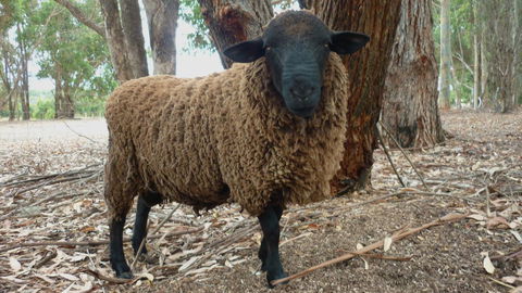 Margaret River Hideaway & Farmstay - Accommodation Rockhampton 27