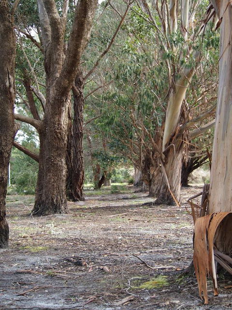 Riverside Retreat Chalets, Walpole - Accommodation Rockhampton 16