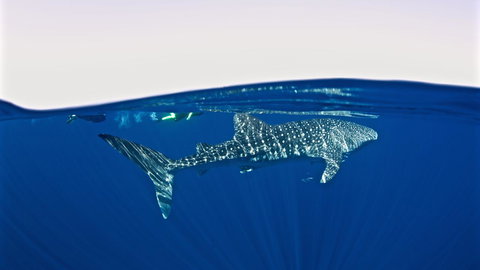 Peoples Park - Accommodation Rockhampton 33