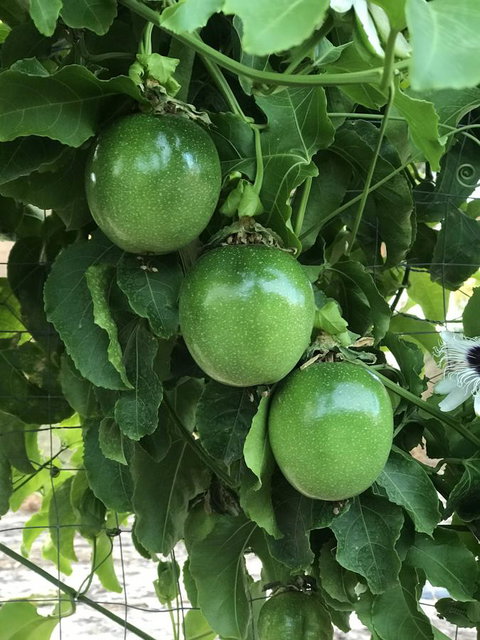 Cockburn Retreat Home æŸæ–¯æ‚ é–’æ°‘å®¿ - Accommodation Rockhampton 23