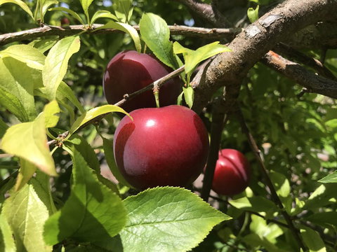 Cockburn Retreat Home æŸæ–¯æ‚ é–’æ°‘å®¿ - Accommodation Rockhampton 21