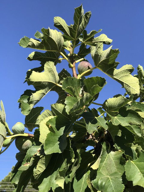 Cockburn Retreat Home æŸæ–¯æ‚ é–’æ°‘å®¿ - Accommodation Rockhampton 24