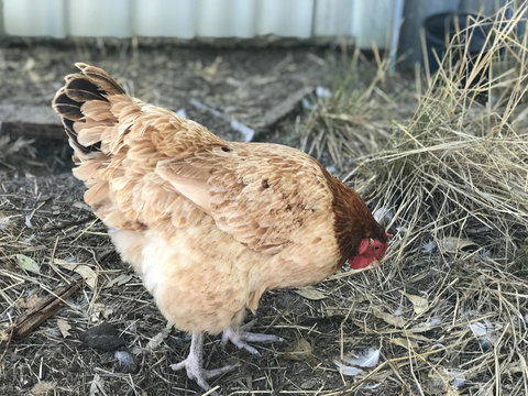 Cockburn Retreat Home æŸæ–¯æ‚ é–’æ°‘å®¿ - Accommodation Rockhampton 30