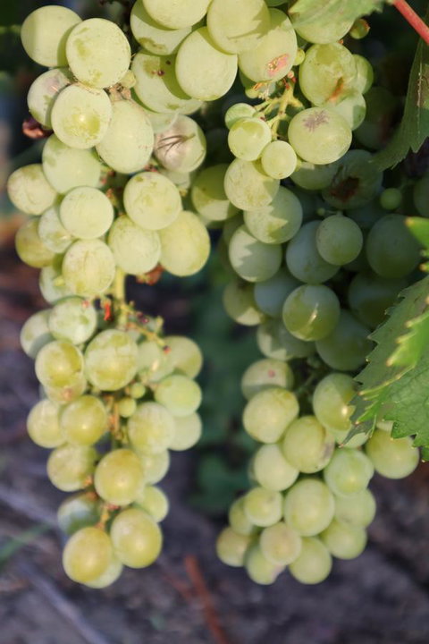 Cockburn Retreat Home æŸæ–¯æ‚ é–’æ°‘å®¿ - Accommodation Rockhampton 26