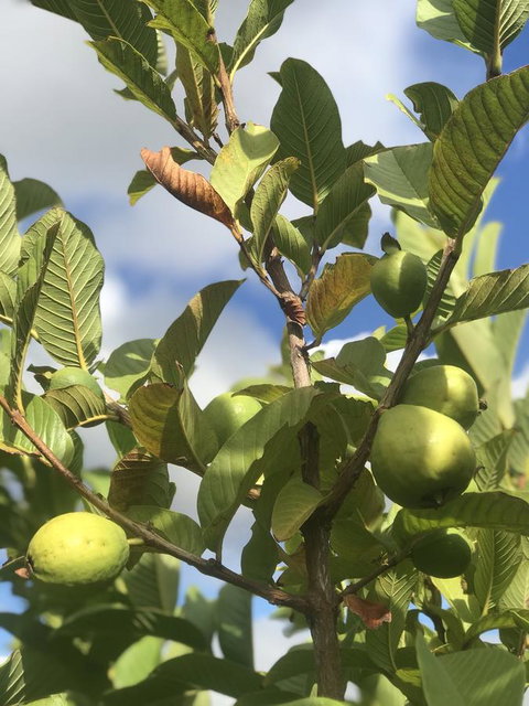 Cockburn Retreat Home æŸæ–¯æ‚ é–’æ°‘å®¿ - Accommodation Rockhampton 22