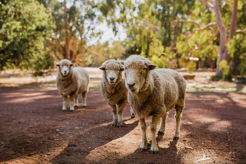 Margaret River Holiday Cottages - Accommodation Rockhampton 15