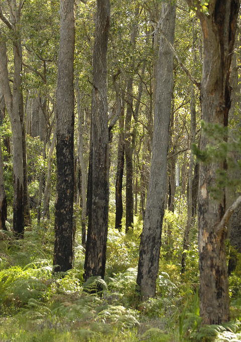 Margarets Forest - Accommodation Rockhampton 36