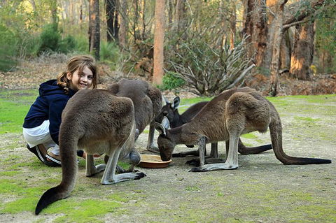 Yelverton Brook Conservation Sanctuary - Accommodation Rockhampton 5