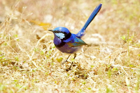 Yelverton Brook Conservation Sanctuary - Accommodation Rockhampton 23