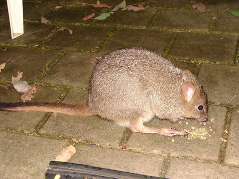 Yelverton Brook Conservation Sanctuary - Accommodation Rockhampton 37