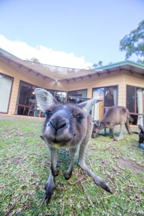 Yelverton Brook Conservation Sanctuary - Accommodation Rockhampton 17
