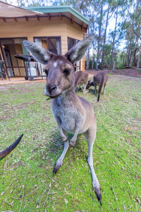 Yelverton Brook Conservation Sanctuary - Accommodation Rockhampton 0