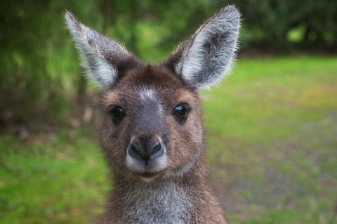 Yelverton Brook Conservation Sanctuary - Accommodation Rockhampton 25