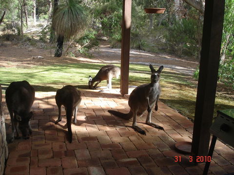 Yelverton Brook Conservation Sanctuary - Accommodation Rockhampton 22