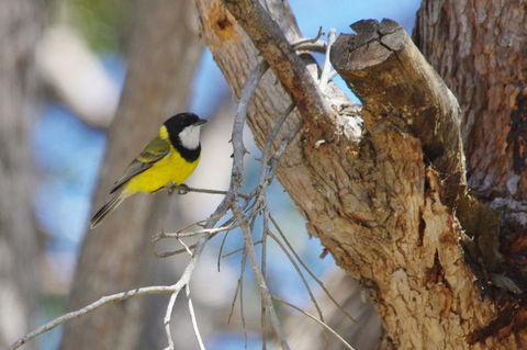 Yelverton Brook Conservation Sanctuary - Accommodation Rockhampton 35