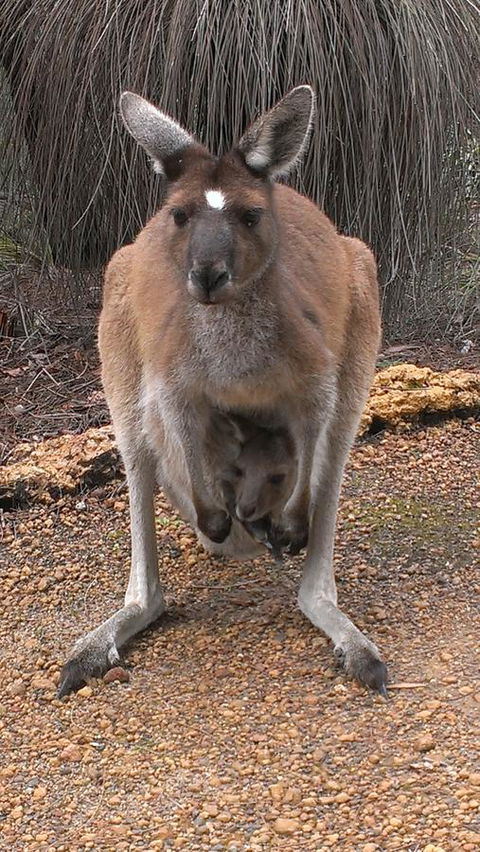 Yelverton Brook Conservation Sanctuary - Accommodation Rockhampton 27