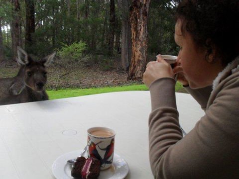 Yelverton Brook Conservation Sanctuary - Accommodation Rockhampton 44
