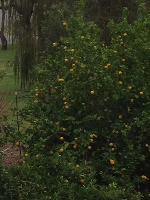 Bright & Beautiful Home On The Hills! - Accommodation Rockhampton 34