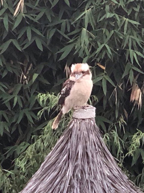 Bright & Beautiful Home On The Hills! - Accommodation Rockhampton 27