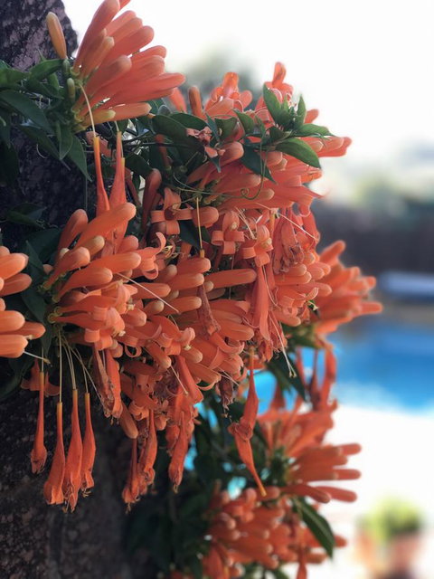 Swan Valley Rest Cottage - Accommodation Rockhampton 23