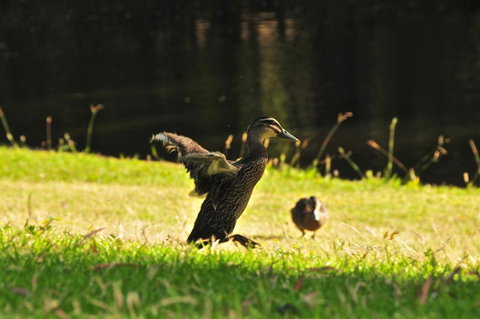 Waterfall Cottages - Accommodation Rockhampton 22