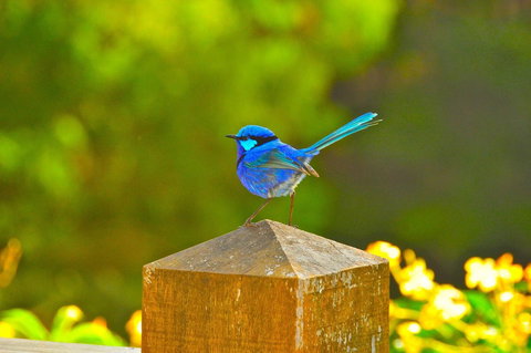 Waterfall Cottages - Accommodation Rockhampton 21