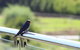 Bickley Valley Cottage - thumb 9