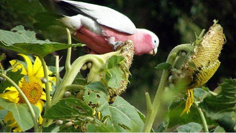 Bentwood Olive Grove Accommodation - Accommodation Rockhampton 19