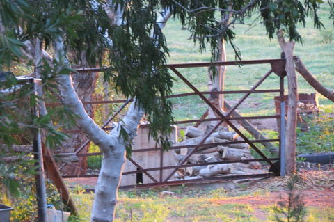 Bentwood Olive Grove Accommodation - Accommodation Rockhampton 25