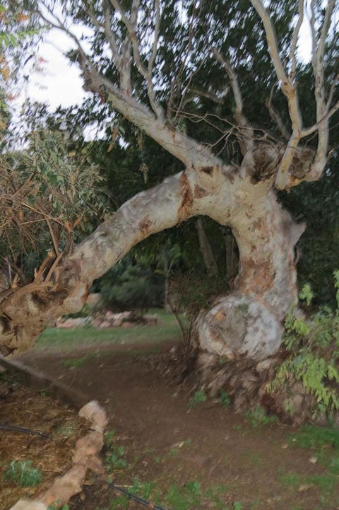 Bentwood Olive Grove Accommodation - Accommodation Rockhampton 22