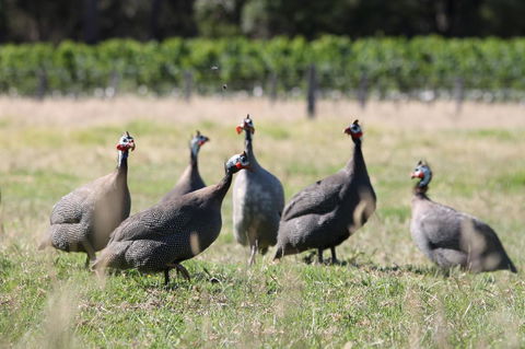 Windfall Estate Vineyard Cottage - Accommodation Rockhampton 27