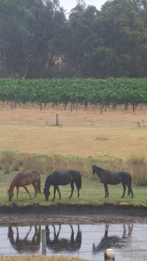 Windfall Estate Vineyard Cottage - Accommodation Rockhampton 26
