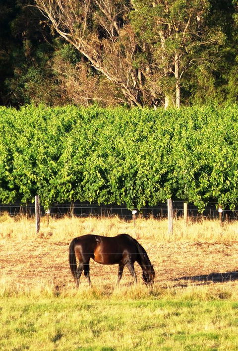 Windfall Estate Vineyard Cottage - Accommodation Rockhampton 18