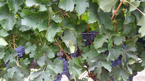 Windfall Estate Vineyard Cottage - Accommodation Rockhampton 29
