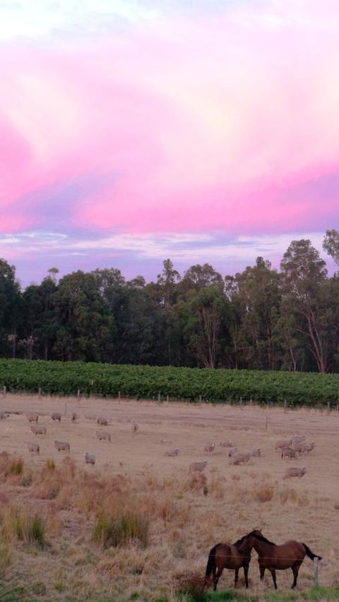 Windfall Estate Vineyard Cottage - Accommodation Rockhampton 25