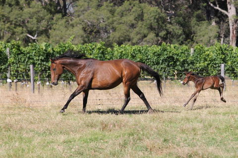 Windfall Estate Vineyard Cottage - Accommodation Rockhampton 17