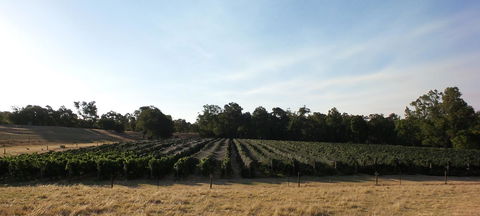 Windfall Estate Vineyard Cottage - Accommodation Rockhampton 28
